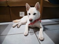 -柴务处·柴犬主题狗咖