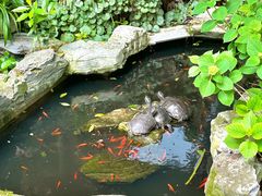 -谷咖啡·鲜花绿植花园餐厅