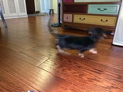 -翊宠yipet猫狗购宠庄园犬舍•猫舍