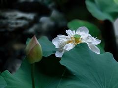 -佛有缘素食馆·荔湾老字号(陈家祠首店)