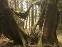 -阿里山神木遗迹