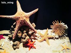 -亚龙湾中心广场·贝壳馆