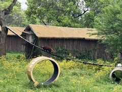 -合肥野生动物园