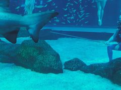 -海合安成都极地海洋公园