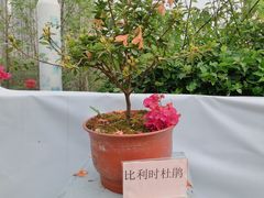 -琴亭湖公园