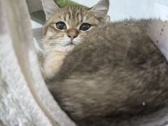 -瑞鹏宠物医院·夜间急症·心超·猫科(祖庙分店)