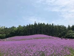 -大塘金香草谷