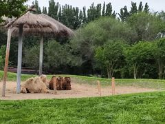 -北京野生动物园