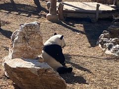 -石家庄市动物园