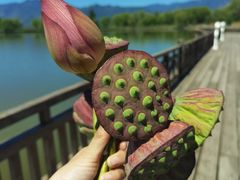 -野鸭湖国家湿地公园