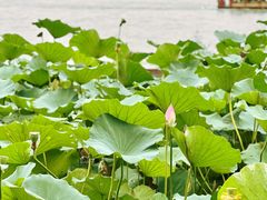 -济南大明湖景区