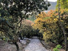-风云岭森林公园