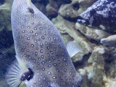 -芜湖新华联大白鲸海洋公园