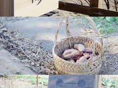 -田园东方蜜桃村的田野营地