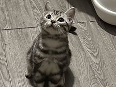 -瑞派福兴宠物医院犬猫全科·骨科·中西医结合(河东店)