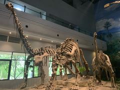 -自贡恐龙博物馆