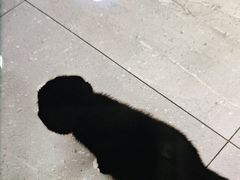 -北京派仕佳德动物医院·超导核磁·CT·神经科·骨科·内外科·急重症管理中心