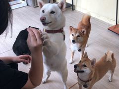 -柴犬高等学院·狗咖·柴犬售卖·宠物训练