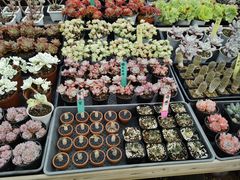 -李村大集