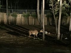 -清迈夜间动物园