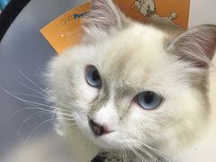 -派特宠物医院(圆融广场店)