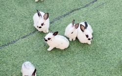 -萌宠亲子动物乐园(槐房万达店)