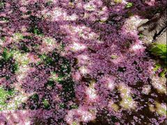 -苏州河梦清园环保主题公园