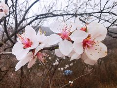 -定都阁