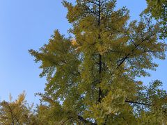 -三里屯东五街银杏大道