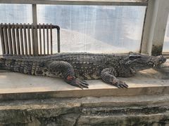 -石家庄市动物园