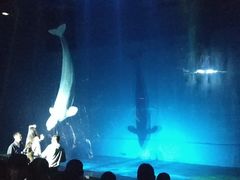 -芜湖新华联大白鲸海洋公园