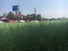 -桤木河湿地公园