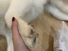 -Husky Go! 哈士奇体验馆·宠物咖啡厅狗咖