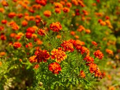 -周口店坡峰岭风景区