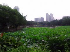 -荔湾湖公园