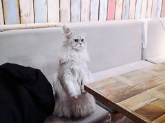-小时光咖啡馆(开森度假森林店)