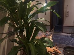 -鼎族怡华·指压·经络·疗愈SPA(紫荆店)