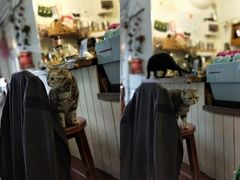 -海边的猫和咖啡馆