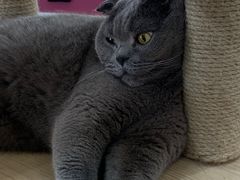 -喵园·猫主题咖啡厅·撸猫·猫咖(国贸店)