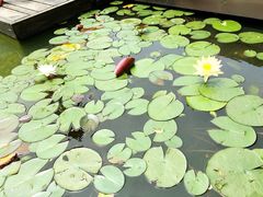 -田园东方蜜桃村的田野营地