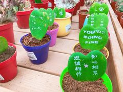 -荷兰花海