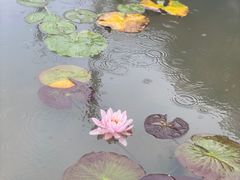 -东平国家森林公园