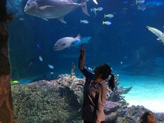 -悉尼海洋生物水族馆