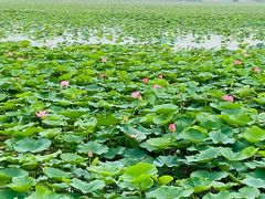 -天津东丽湖风景区