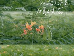-光明小镇欢乐田园