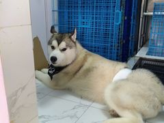 -Husky Go! 哈士奇体验馆·宠物咖啡厅狗咖