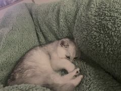 -喵的天空名猫咖啡馆·撸猫·猫舍·用品