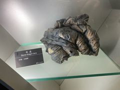 -甘肃地质博物馆