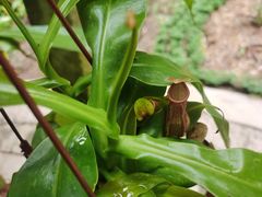 -中国科学院西双版纳热带植物园
