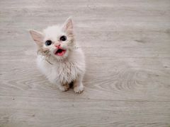 -美联众合宠物医院·爱萌分院·内外科·猫科中心